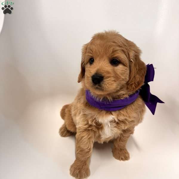 Ella, Goldendoodle Puppy